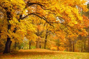 Why Is Fall Landscape Maintenance So Important?
