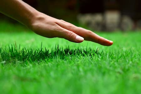 Artificial Turf